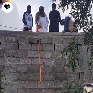 18K views · 53 reactions | Save sheep stuck between 2 walls  Join us to get more information: Animals Life | Wild World | Facebook