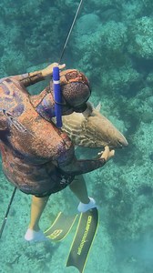 536K views · 6.8K reactions | Spearfishing Giant Grouper! #spearfishing #fishing | Nick Bailey Spearfishing | Facebook