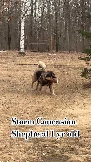 This Isn’t a Stick… It’s a LOG 😂 | Caucasian Shepherd Storm Goes Full Beast Mode