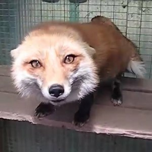 Chuckles the fox has the most contagious laugh 😂😂 (Turn 🔊 On) | LADbible
