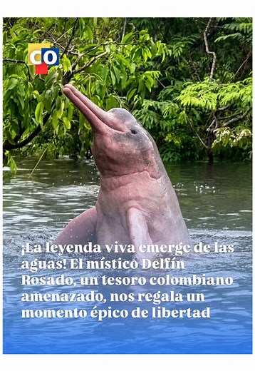 Delfín Rosado Amazónico: Belleza Frágil en Peligro