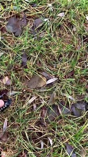 Petarda ACAB / Piromax🧨 #fajerwerki #fireworks #petardy #experiment #pyro #firecracker #pyrotechnica