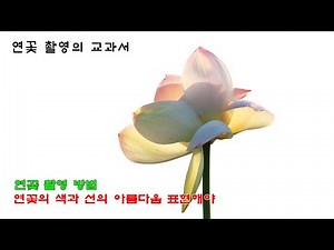 연꽃 촬영 방법, 연꽃의 색과 선의 아름다움 표현해야