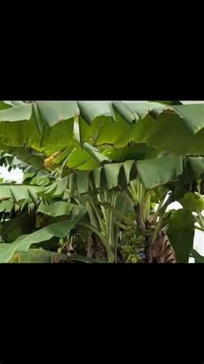 Funny Baby Monkey Moments That Will Make You Smile