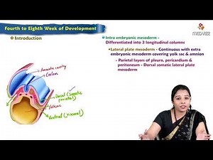 Fourth Week to Eighth Week Development : Embryology Lecture