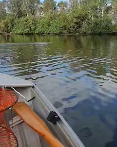 Just keep swimming, just keep swimming. 🦘🛥️ A Tweed Heads boatie has spotted a kangaroo venturing across the Cobaki Creek in Tweed Heads yesterday. #9News | WATCH LIVE 6pm 📸: Jonathan Austin | 9 News