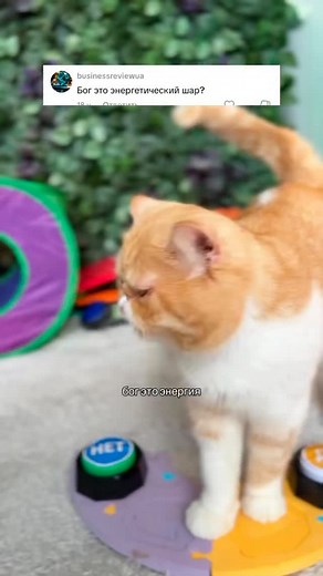 #харитон #cat #talkingbuttons #straykids #funnycat #catsoftiktok #straykidsstay #catplay #reactioncat #reaction #talkingcat #cat #говорящийкот | Hariton Cat
