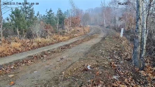 A rare and historic moment in wildlife conservation was captured in northeast China in November 2025, when a wild Amur tiger mother and her five cubs were filmed together in the Nature Reserve of the Northeast China Tiger and Leopard National Park in Jilin province — China's first scientific footage to record six tigers in a single frame, highlighting the remarkable recovery of the species and its habitat. 🐯🌲 #GreenChina #WildChina #Biodiversity WWF Jilin, China [Source: Northeast China Tiger 