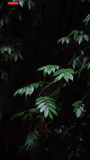 5 Shocking Facts About The Amazon Jungle #amazonrainforest #amazonjungle #rainforest #naturefacts