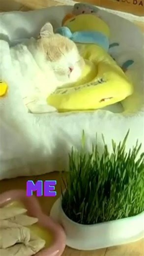 What Do You Like Doing on Your Weekend? 🐱💤 | Mood = Just Sleep 😴