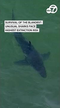 Shark teeth offer clues to preventing extinction of threatened species in Stanford study