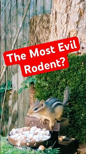 Is 7.62 the best caliber for chipmunks?