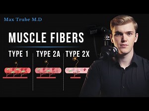 Muscle Fibers Explained (Beginner Guide)