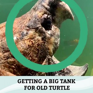 161K views · 635 reactions | Woody the Snapping TURTLE Gets a New Habitat! | Ed The Pond Professor | Facebook