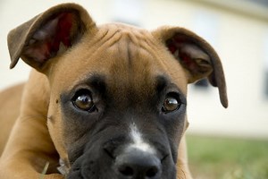 Moles On Dogs: Identification And Treatment For Benign And Malignant Skin Growths - Cuteness