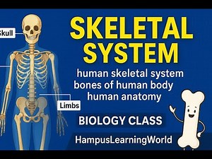 Skeletal System Explained | Human Bones & Functions | Easy Learning for Students