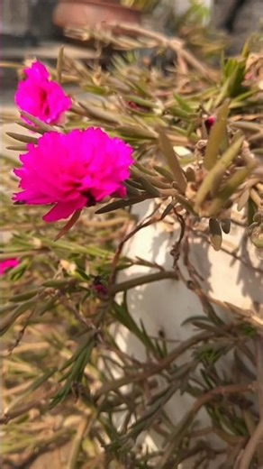 #farming ...... #vairalshort #bsc agriculture family#flowers#foryou