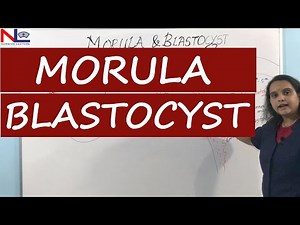 Embryonic development | Fertilization, Cleavage, Morula and Blastulation formation | Nursing Lecture