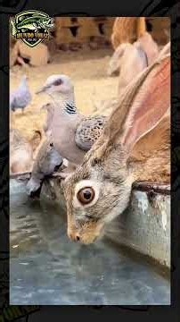Multi especie animal. Fauna y naturaleza. #naturaleza #animallife #wildlife #documentary #shorts
