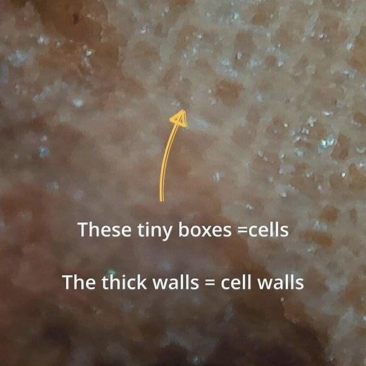 He Discovered Cells But Never Saw One Alive (Ep 1/4)