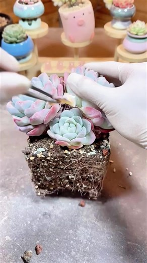 Satisfying Sounds of Plant Care ASMR