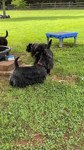 829 reactions · 63 comments | ✨ Adoption Announcement ✨ Barclay has...