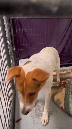 7.5K views · 273 reactions | Say hello to our office dogs that are...