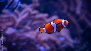 A Nemo fish plays hide and seek amongst the moving tentacles of a soft Sea Anemone. Clownfish or Anemonefish in Aquarium concept. 4k super slow motion 120 fps raw cinematic video