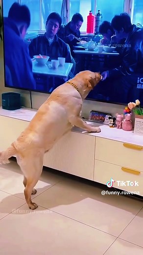 Funny Pets Reactions: Dogs and Cats Being Hilarious