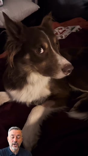 Jason's Pet Health | Understanding your dog's behaviour helps protect your dog, you and people or animals they interact with. When we learn how they communicate... | Instagram