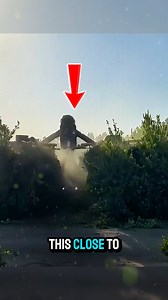 1.3K views | Discover how to cut trees in seconds using advanced orchard hedgers. These powerful machines are designed for speed and precision, making them ideal for large-scale farming. Perfect for pistachio and almond farms, they boost efficiency and save labor costs. Credits: @rooted_asset_management_1/IG #TreeTrimming #FarmEquipment #AgriTech #usa #technology | Bee Force News | Facebook