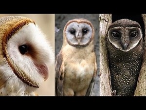Calls of Various Tyto Owls