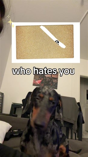 So sieht’s aus 🫡 #fyp #filter #dackel #tiktokviral #fürdich