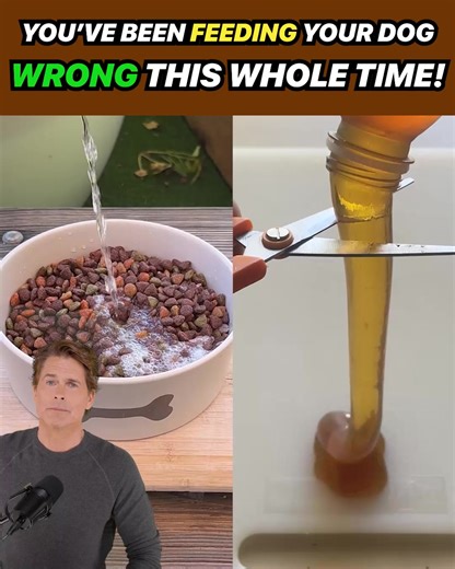 71 reactions · 13 shares | Actor and dog-dad Rob Lowe says: NEVER feed your dogs these foods!  ❌ Avoid these “No Go” foods at all costs if you want your dog to feel their best. ✅ Instead, reach for the “Go foods” the actor shares in this video — watch it now to see what to feed your dog to give them more energy, flexible joints, strong muscles, and a full, healthy life.  https://rebrand.ly/RobLoweDogFood | Rob Lowe | Facebook