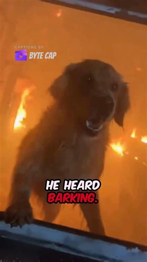 The Firefighter Saved Her Dog — And Changed Everything