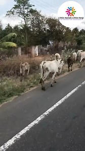 A simple reflective collar can prevent a tragic accident. 🚦🐄 Join Little Hands Little Help in our Cow Safety Reflective Collar Program and be a part of a movement that saves lives—silently, selflessly. 🤍 #newyear #GauMataSeva | Little Hands Little Help
