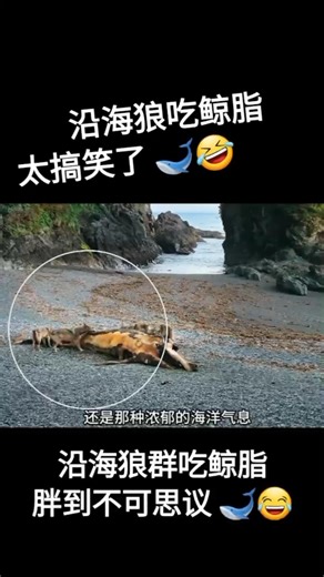 The Unlikely Diet of Coastal Wolf Moms #Wildlife #NatureDocumentary #Wolf #OceanLife #Cinematic