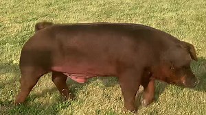 27 reactions | 37-5 Duroc Boar. See the post below for details. | Parrish Durocs | Facebook