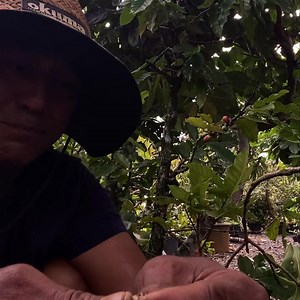 ☕️ Caféier – Coffea arabica 🌿 Cultivez votre propre café à la maison ! Le caféier est un arbuste ornemental aux feuilles brillantes et aux fruits rouges qui renferment les fameuses graines de café. En plus d’être joli, il est productif et original ! ☀️ Exposition : mi-ombre ou soleil doux 📏 Hauteur : 60 cm 🪴 En pot de 2 litres – 2 500 F 📍Disponible à Art of Tahiti Taravao 📞 Infos & commandes : 89 46 66 67 Une touche tropicale et gourmande à adopter sans hésiter ! 🌱 | ArtOf Tahiti