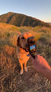 1.3M views · 4.7K reactions | Got my heart beat raciiiiing  #goldenretrieverpuppy #dogcamera #dogpov #zoomies #goldenretriever #dogrunning #cutedogs #dogzoomies #insta360 | Willy Willy | Facebook