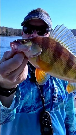 Have You Ever Caught a Yellow Perch This Big?