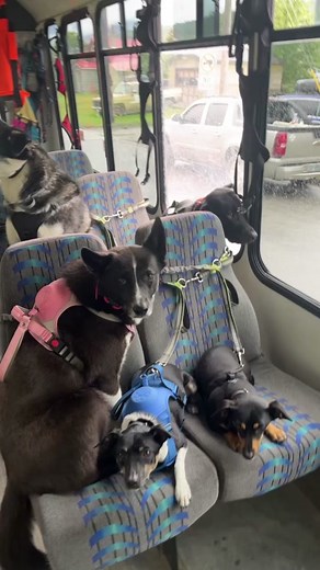 Lots of dog juggling, we had 5 groups today #dogwalkers #alaska