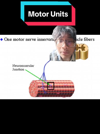 Replying to @lynnxegosss Motor Unit and Motor Unit Recruitment. More motor units = More Force produced. #simplyhomo #optimal #burmesesciencebased #sciencebased #motorunits