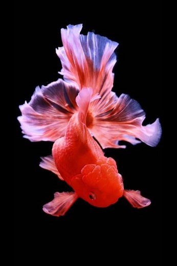 Goldfish tank mates #oranda #goldfish #aquarium #fishkeeping