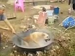 Man boils a dog alive as he holds it down in scorching water