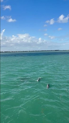 🐬 Dolphins Swimming Freely in the Beautiful Sea 🌊 | Nature’s Amazing Beauty