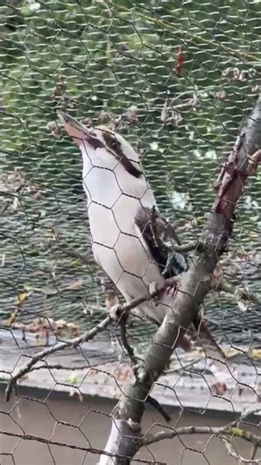This Bird Laughs Like a Human 😂 Laughing Kookaburra Sound!