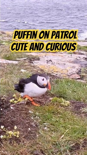 Elliston Puffin Colony Newfoundland