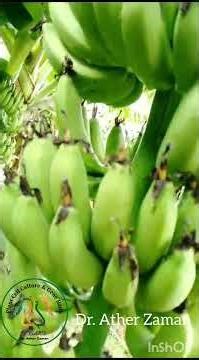 Micropropagation of Sagar. An indigenous variety of Banana of Bangladesh..