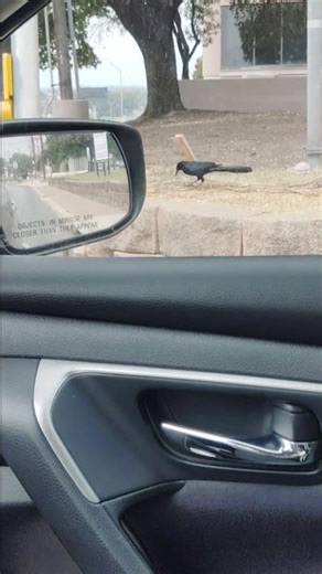 singing still trying to get chickas